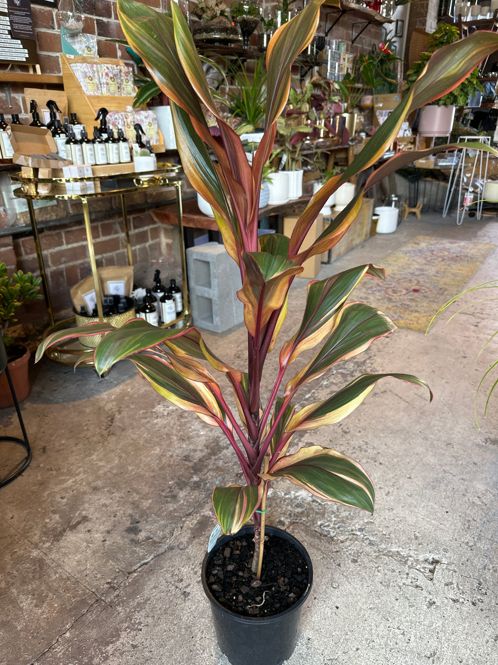 Cordyline Fruticosa Chocolate Queen