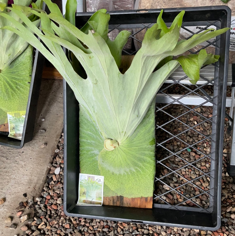 Platycerium Superbum