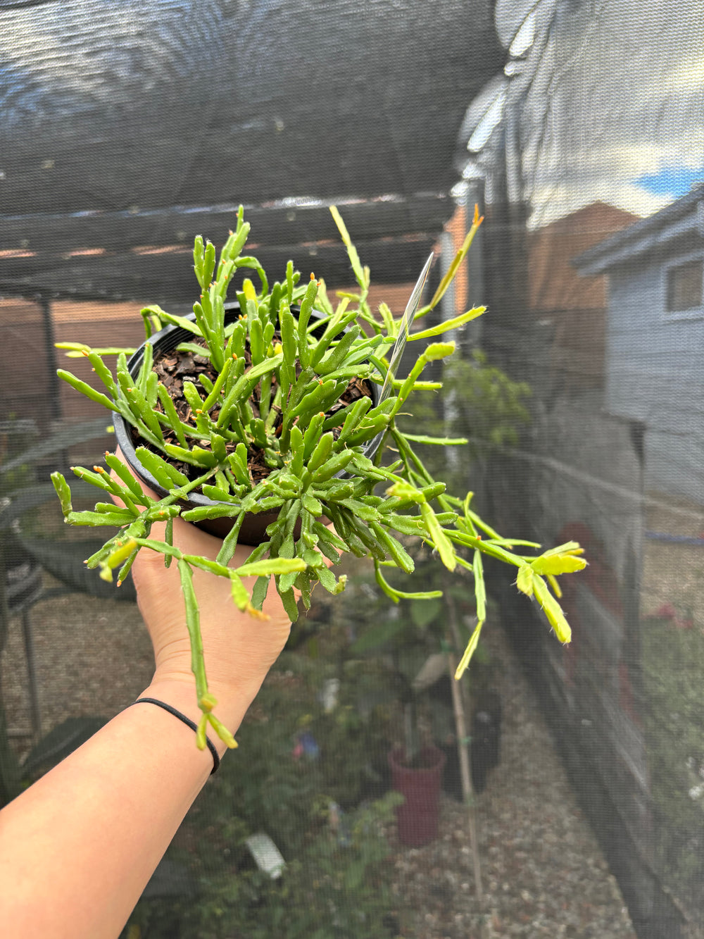 Rhipsalis