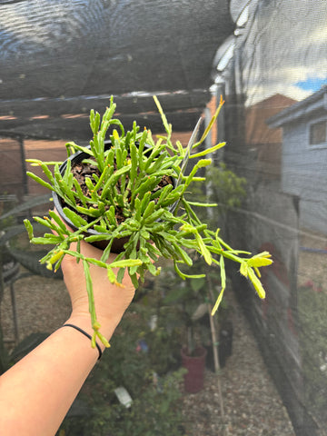 RHIPSALIS