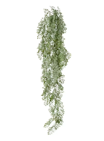Angel Exotic Hanging Bush