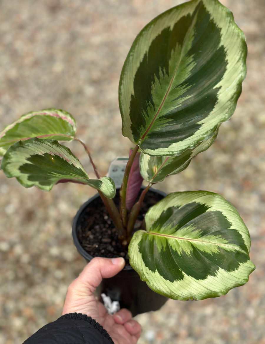 CALATHEA SHINESTAR