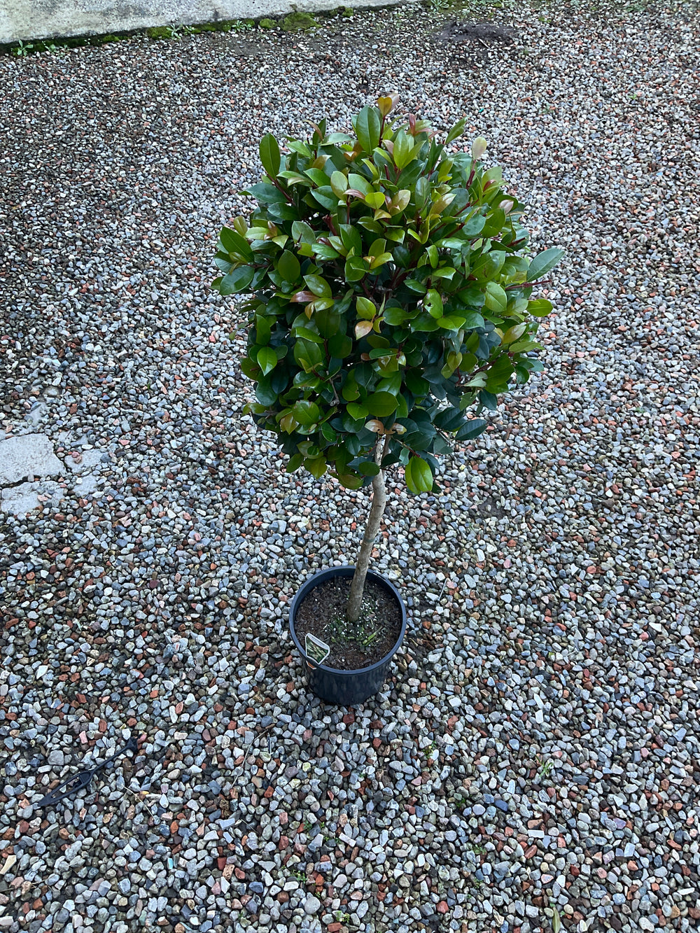 Ficus Emerald (Indian Laurel Fig)