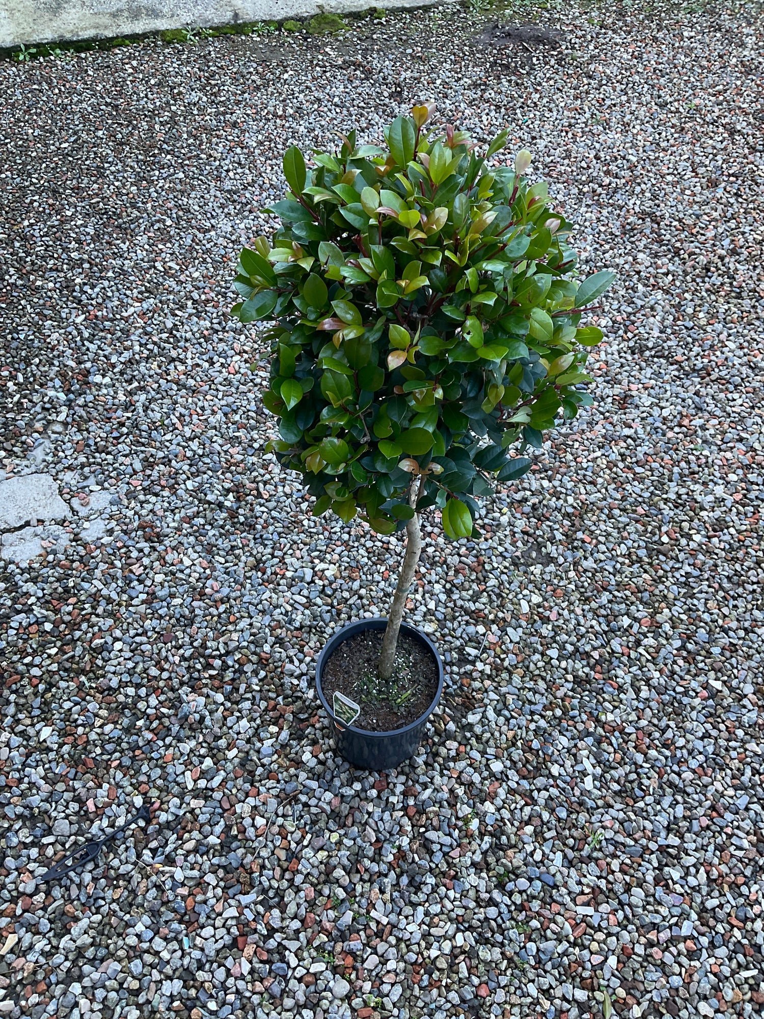 FICUS EMERALD