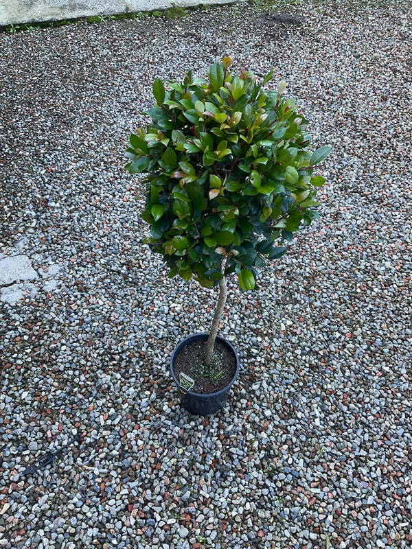 Ficus Emerald (Indian Laurel Fig)