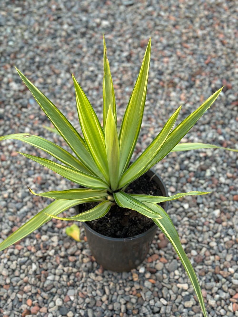 Yucca Lemon Drop