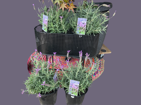 LAVENDULA LA DIVA