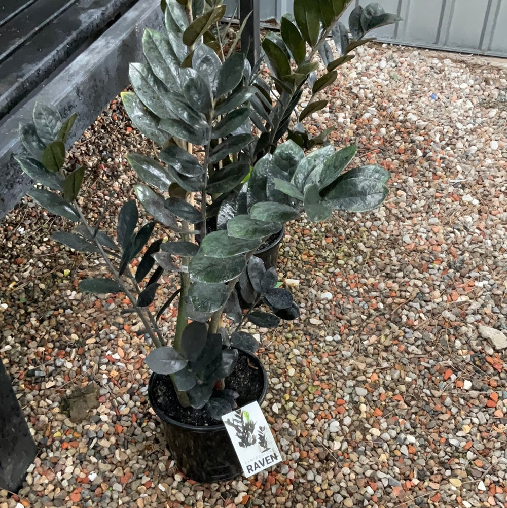 ZZ Plant Raven