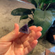 PYRAMID - AMETHYST CRYSTAL