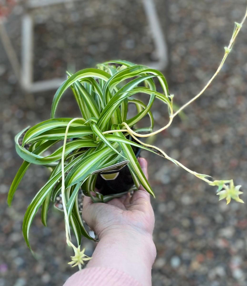 Curly Ribbon Plant 100mm