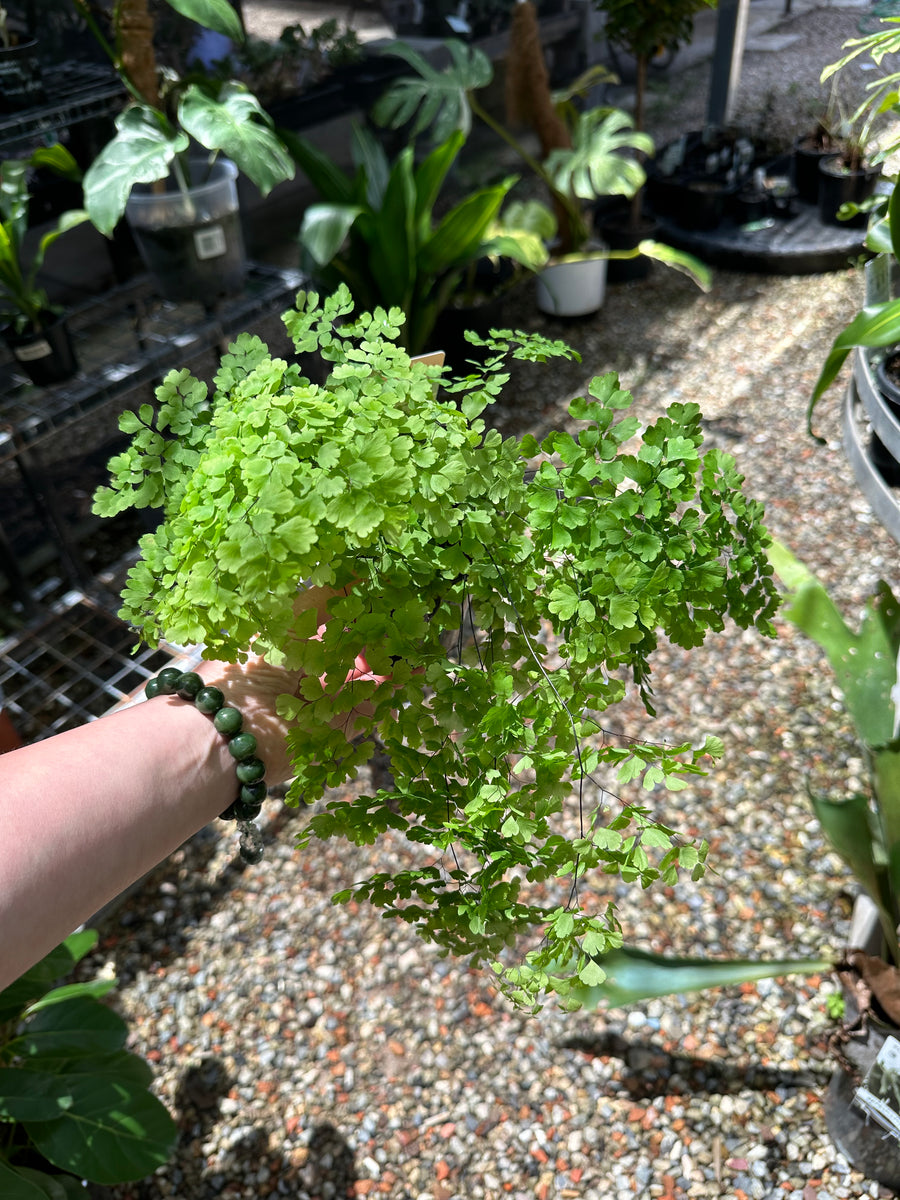 MAIDENHAIR HAIR