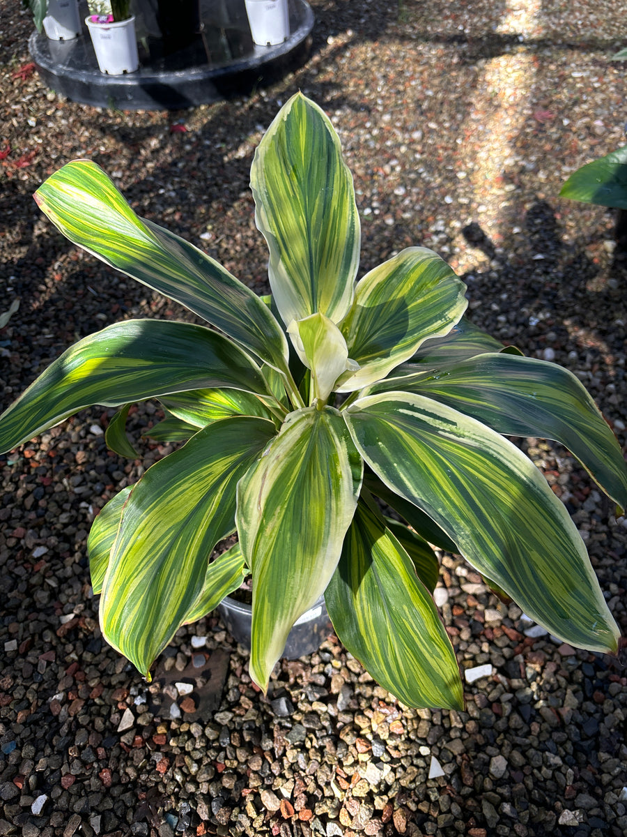 CORDYLINE TROPIC SNOW