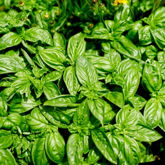 Large Sweet Genova Basil Seeds - Ideal for Pesto Lovers