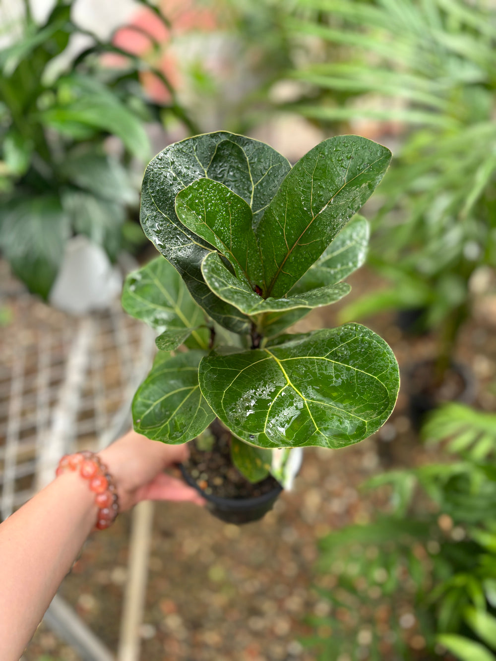 Ficus Lyrata Bambino (Dwarf Fiddle Leaf Fig)