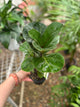 FICUS LYRATA BAMBINO