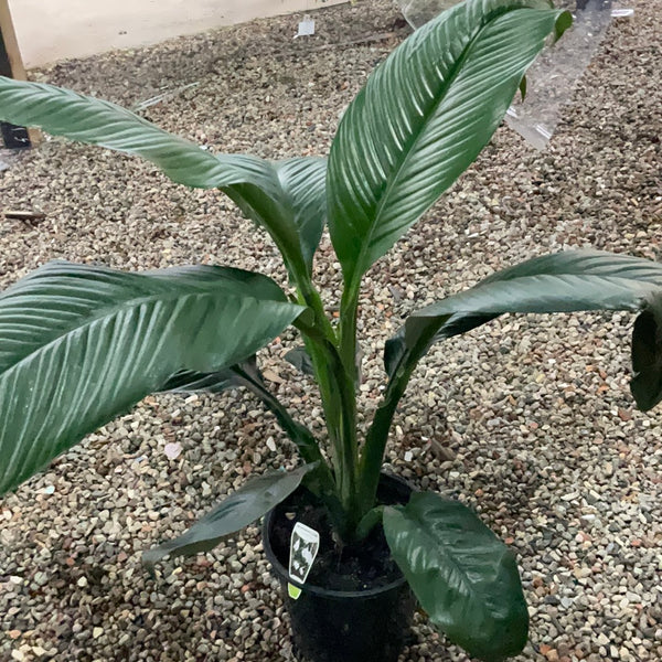 Sensation Peace Lily