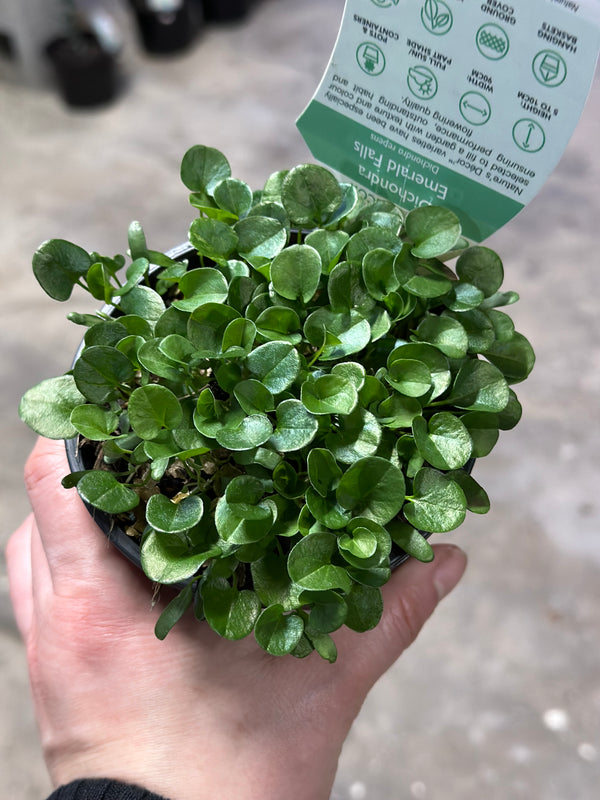 Dichondra