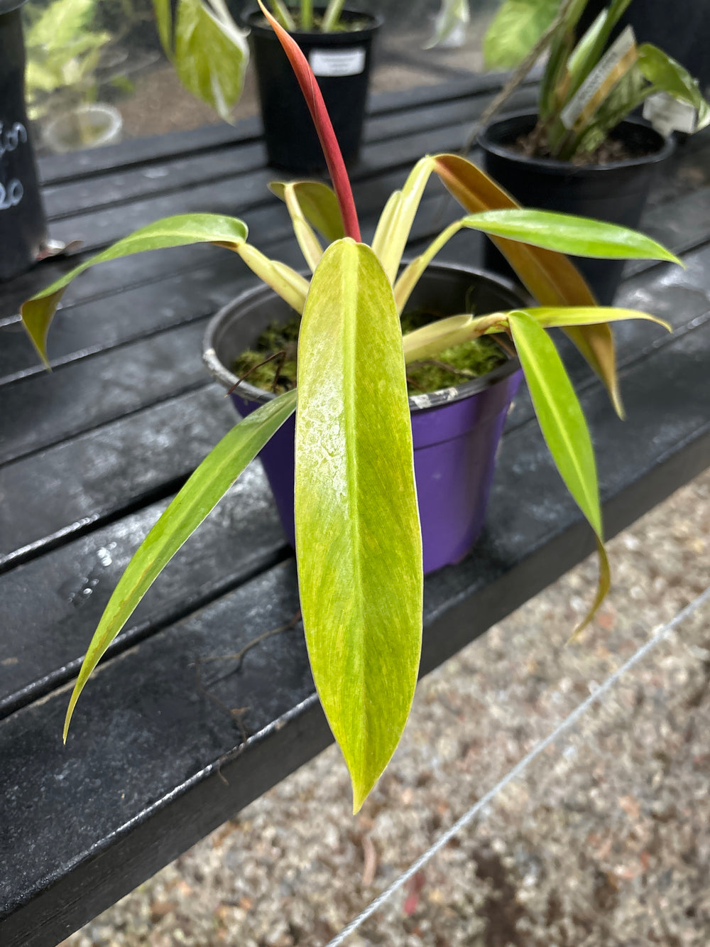 Philodendron Painted Lady