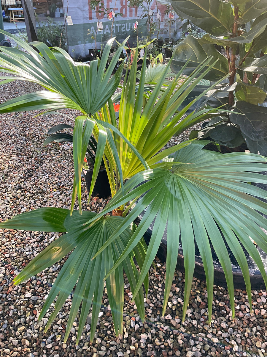 CHINESE FAN PALM