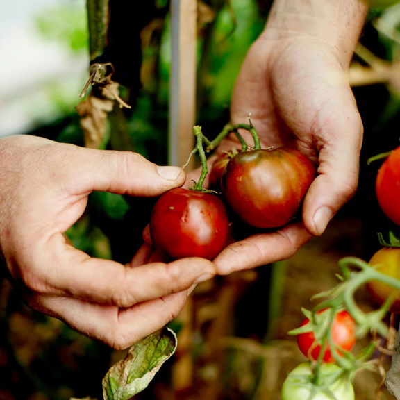 Black Russian Tomato Heirloom Seeds - Premium Quality Variety