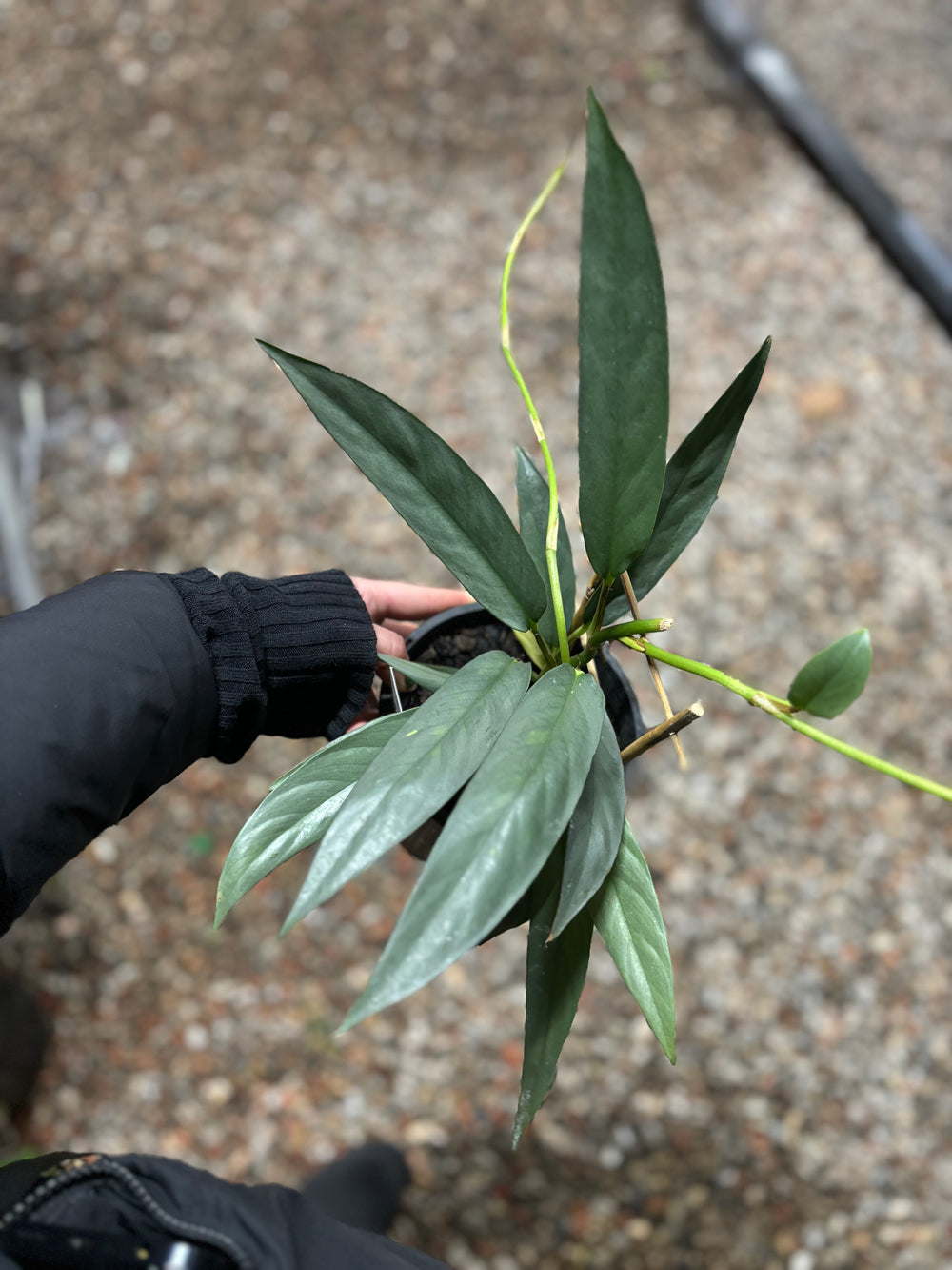 Rhaphidophora Megasperma