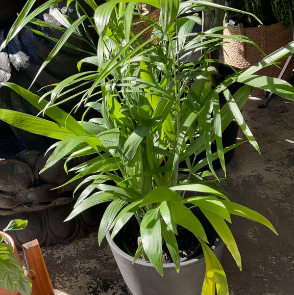 Bamboo Palm