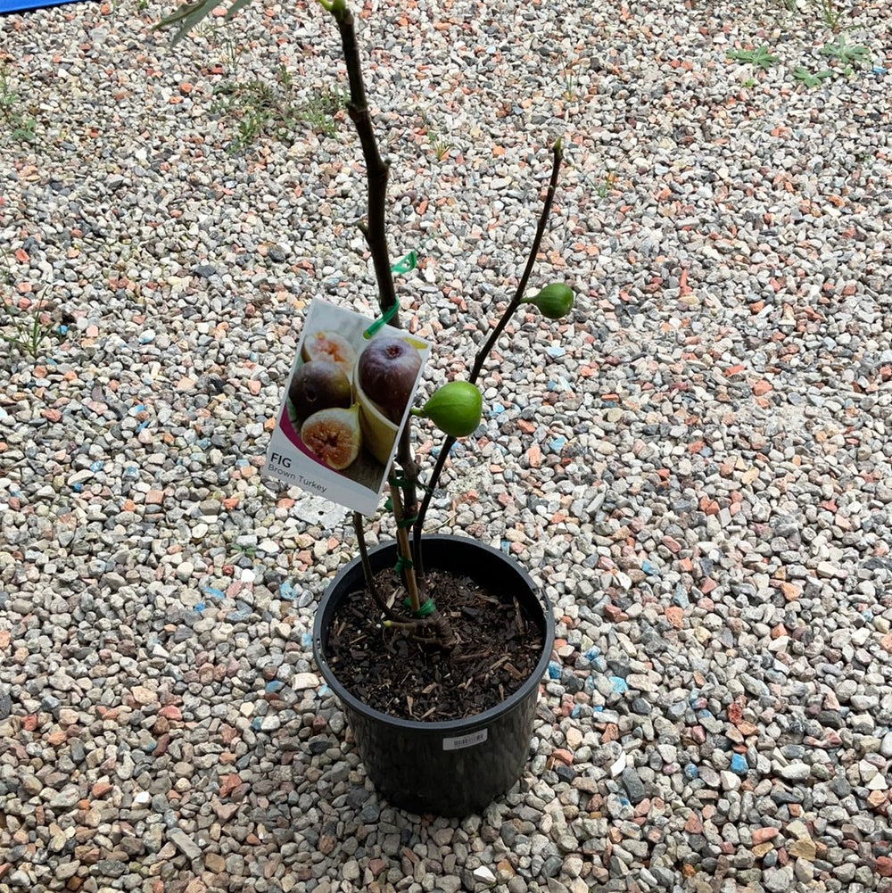 Ficus Carica Brown Turkey (Fig)