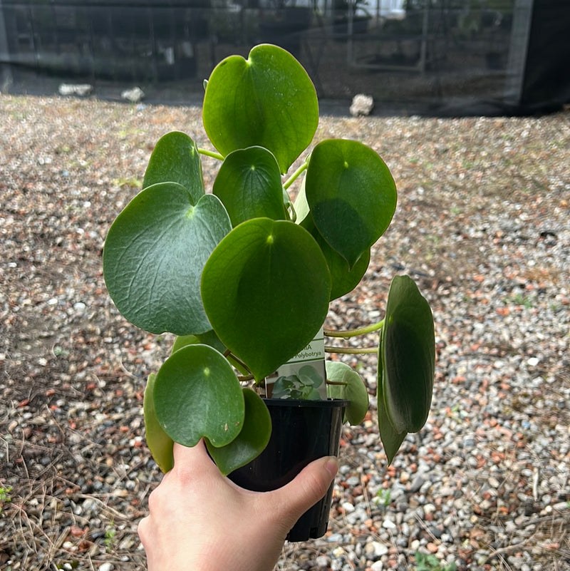 PEPEROMIA TEAR DROPS