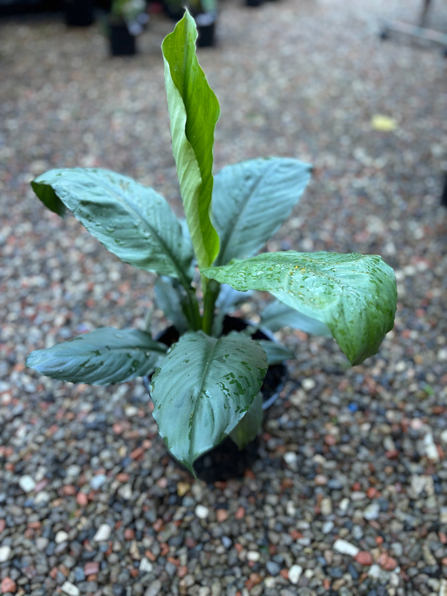 SPATHIPHYLLUM BLUE MOON