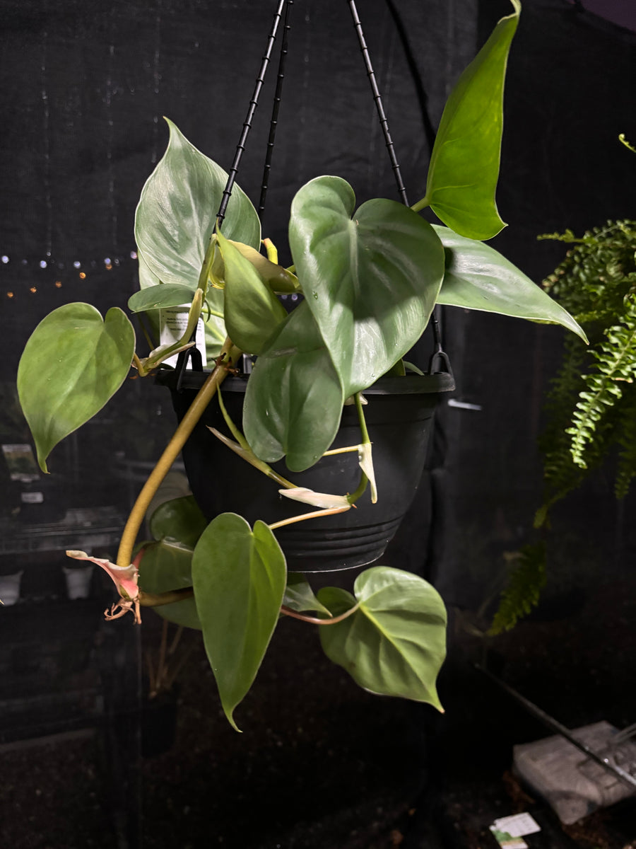 PHILODENDRON CORDATUM