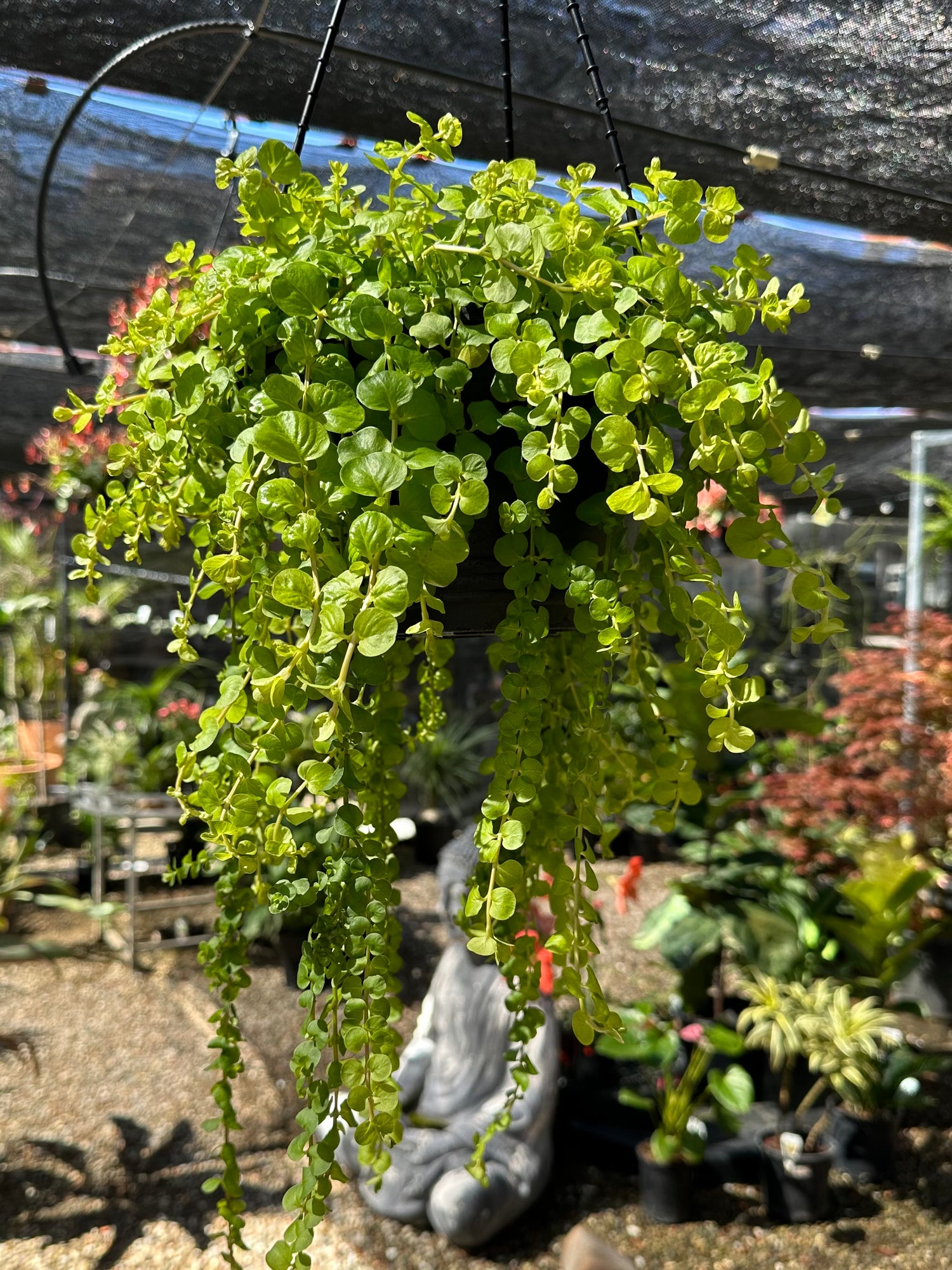 goldilocks hanging plant GOLDILOCKS HANGING BASKETS
