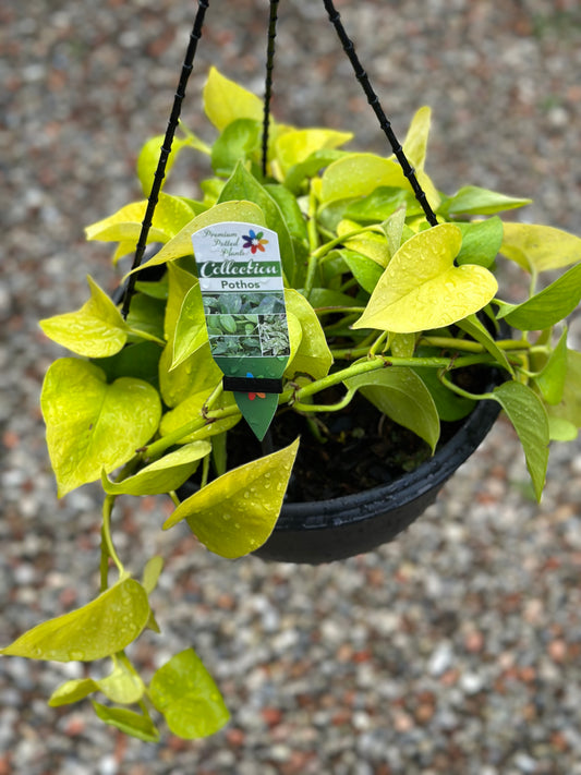 PHILODENDRON NEON