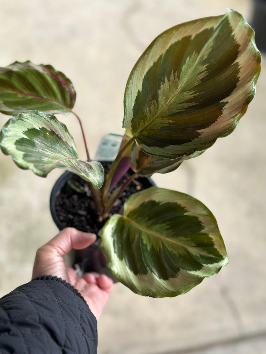 CALATHEA SHINESTAR