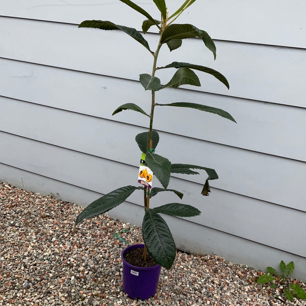 Loquat 200mm