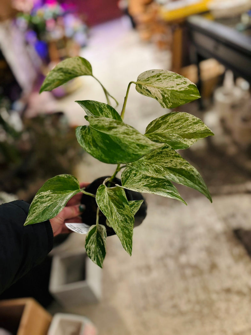 POTHOS MARBLE QUEEN