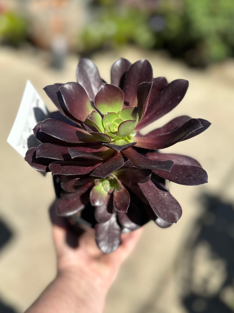 AEONIUM MAGNUM