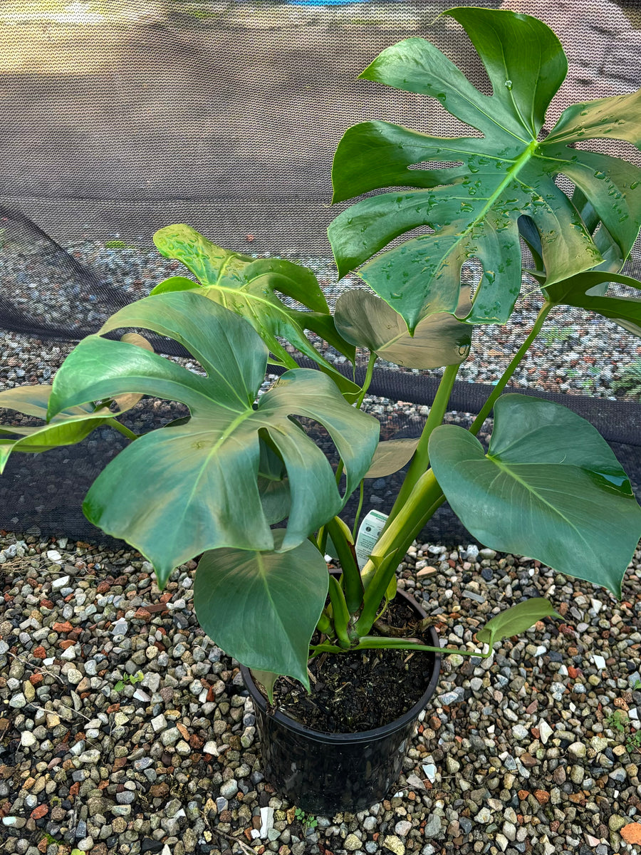 MONSTERA DELICIOSA