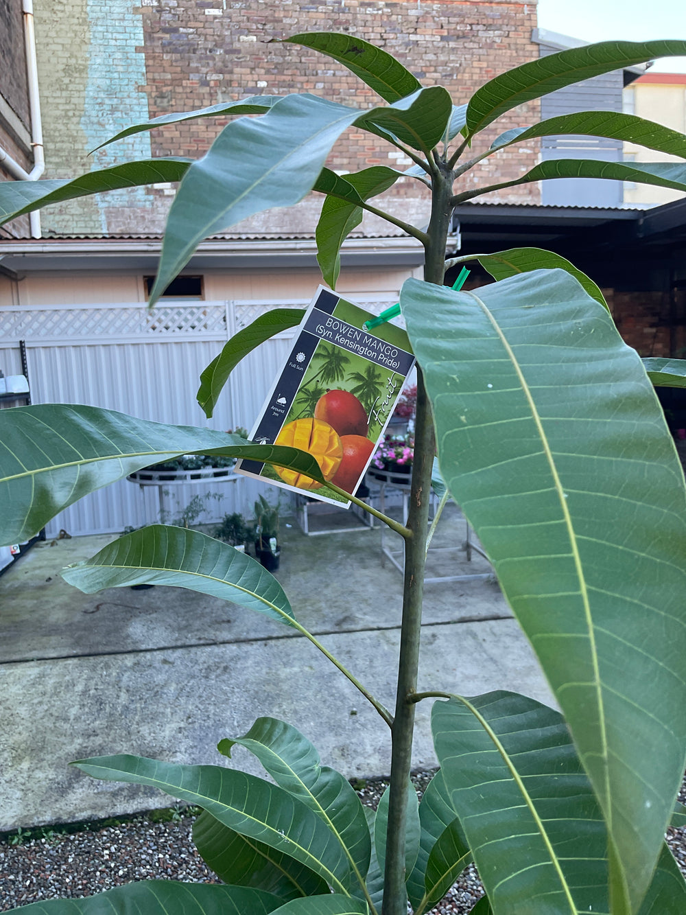 Mango Tree Mangifera indica 5L Grafted