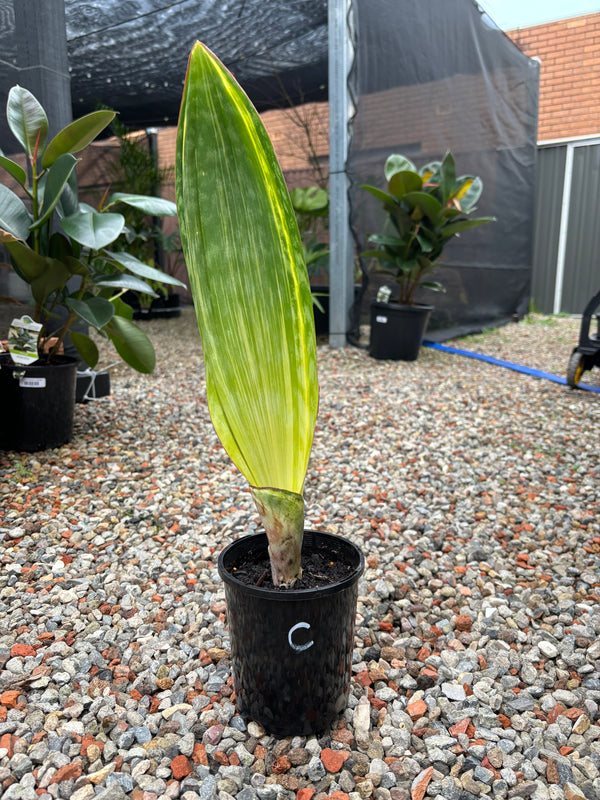 Sansevieria masoniana Variegated Whale Fin