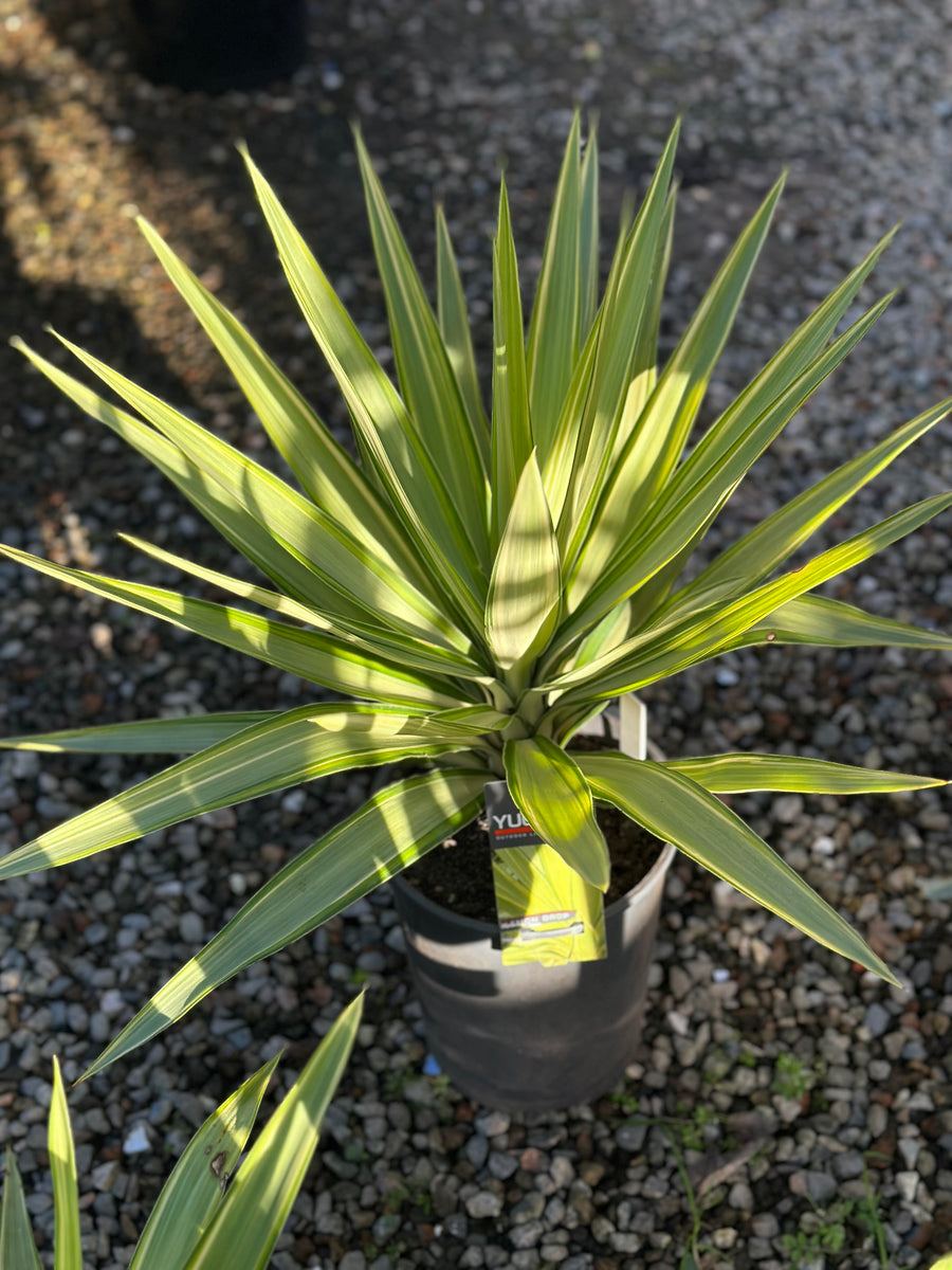 YUCCA LEMON DROP