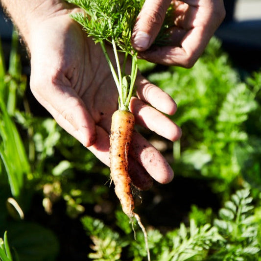 Premium Baby Amsterdam Heirloom Carrot Seeds for Garden Lovers