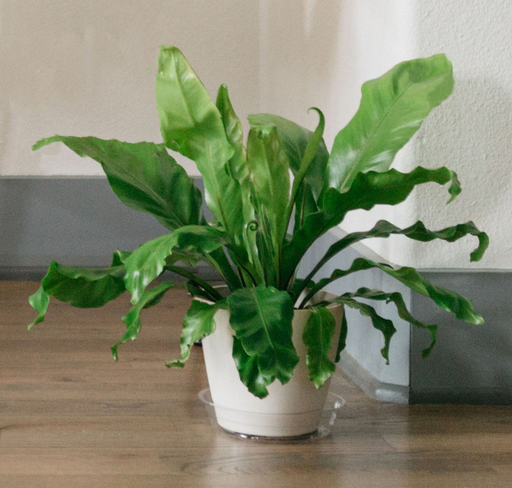 https://cdn11.bigcommerce.com/s-ebhtryce91/images/stencil/original/products/195/519/Clear_Plant_Saucer__45081.1726469069.jpg