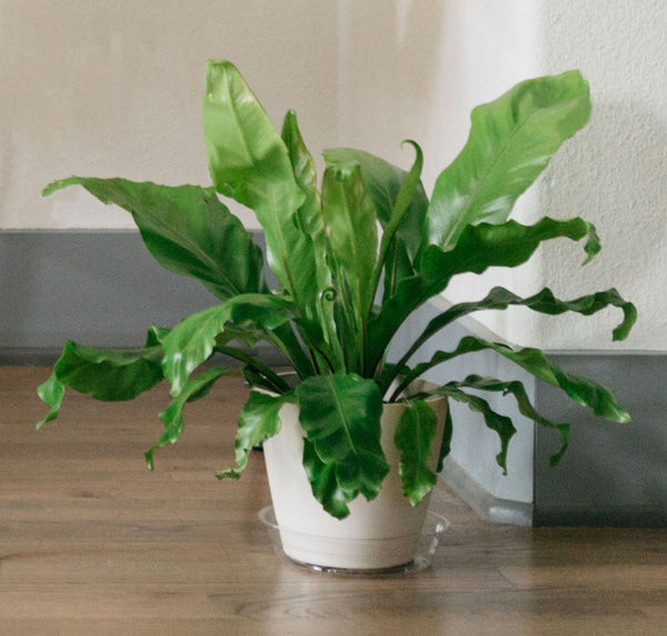 https://cdn11.bigcommerce.com/s-ebhtryce91/images/stencil/original/products/195/519/Clear_Plant_Saucer__45081.1726469069.jpg