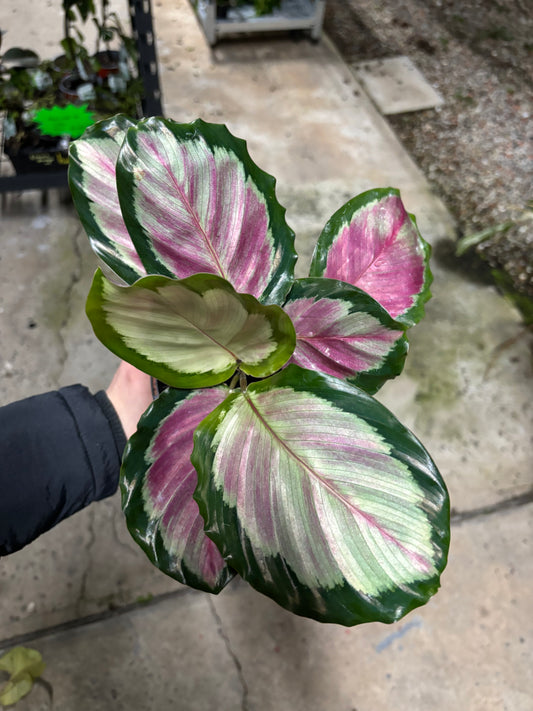 CALATHEA ROSEOPICTA WHITE CLOUD