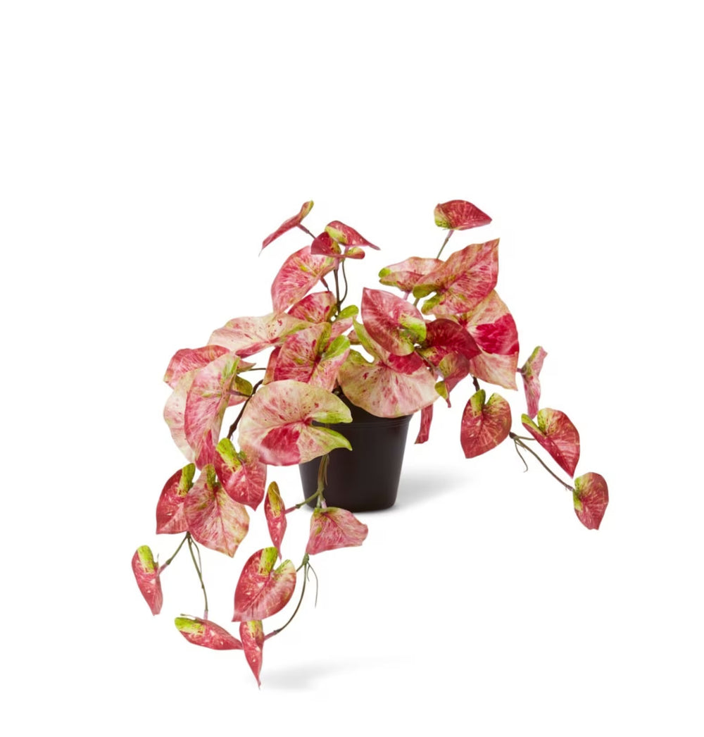 Anthurium Hanging (Artificial)