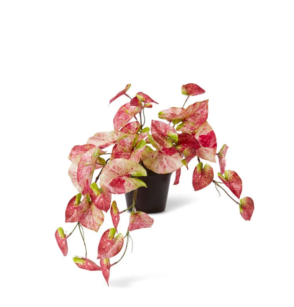 Anthurium Hanging