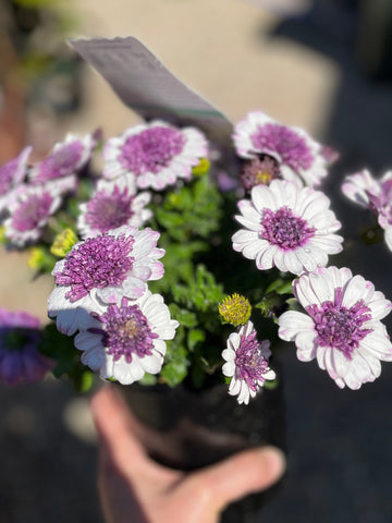 OSTEOSPERMUM 3D BLUEBERRY SHAKE