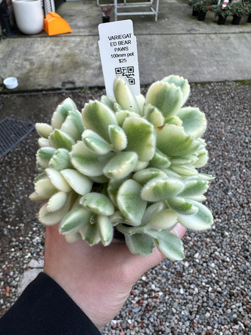 Variegated Bear Paws