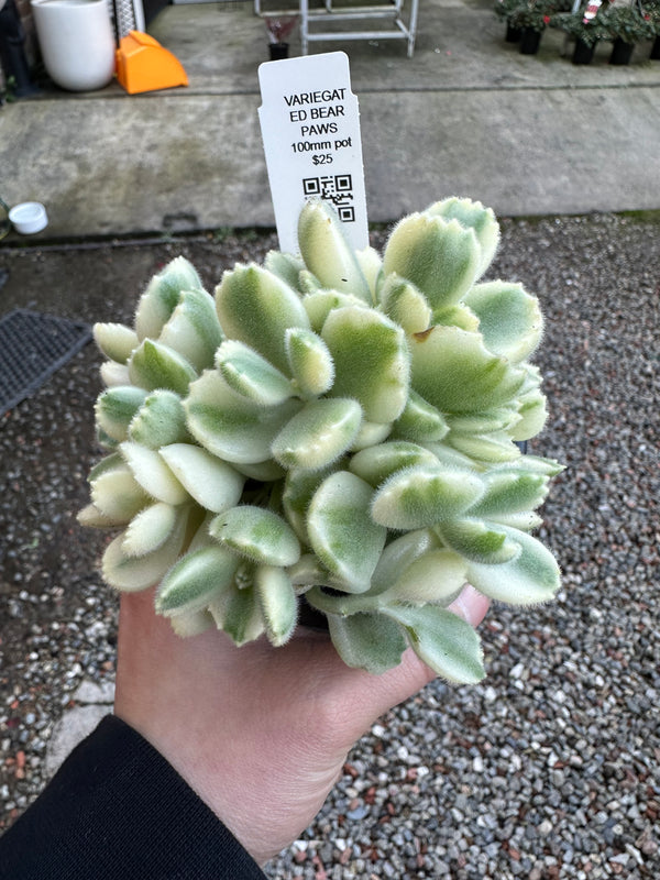 Variegated Bear Paws