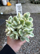 VARIEGATED BEAR PAWS